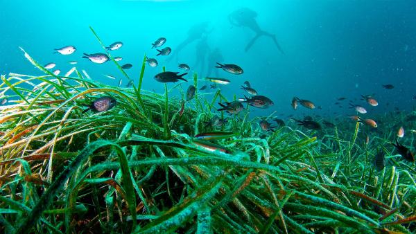 Los Fondos Marinos de Ibiza y su Poseidonia 